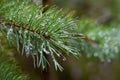 Amazing water drops on pine Royalty Free Stock Photo