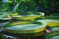 Amazing water lily leaves - victoria amazonica seen in the botanical garden of the Oxford University Royalty Free Stock Photo