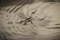 Amazing water skipper bugs floating on the water. The Gerridae are a family of insects in the order Hemiptera, commonly known as w