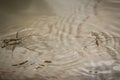 Amazing water skipper bugs floating on the water. The Gerridae are a family of insects in the order Hemiptera, commonly known as w Royalty Free Stock Photo