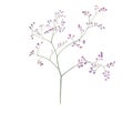 Amazing watercolor illustration of violet little flowers on branches for beautiful design on white isolated background Royalty Free Stock Photo