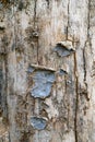 Amazing weathered old wood background with lichens and worm-eaten wood texture