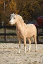 Amazing welsh mountain pony stallion in autumn Royalty Free Stock Photo