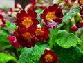 amazing wet red flowers and leaves after rain, spring vegetation with water drops Royalty Free Stock Photo