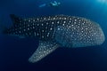 Amazing whale shark and young woman in ocean. Freediver girl explores marine life Royalty Free Stock Photo