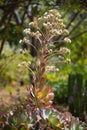 This aeonium is in full bloom