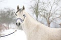 Amazing white arabian horse in winter