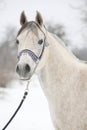 Amazing white arabian horse in winter