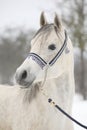 Amazing white arabian horse in winter