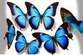 Amazing white-backed common morpho butterflies
