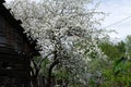 Amazing white blooming Apple tree spring sunlight