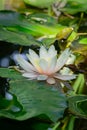 Amazing white with bright pink water lily or lotus flower Marliacea Rosea in old pond Royalty Free Stock Photo