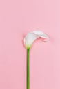 Amazing white Calla Lily flower on a pink pastel background Royalty Free Stock Photo