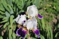 An amazing white flower with a lilac border blossomed in the field.