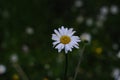 Amazing white flower at someplace in west europe