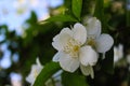 Amazing white flowers with four petals with a dark background. Philadelphus coronarius, sweet mock-orange, English dogwood Royalty Free Stock Photo