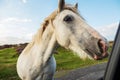 Amazing white horse looking at viewer standing by a car. Green field and blue cloudy sky in the background. Animal and human Royalty Free Stock Photo