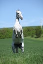 Amazing white lipizzaner prancing in spring