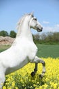 Amazing white lipizzaner prancing in spring