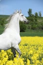 Amazing white lipizzaner prancing in spring