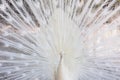 Amazing white peacock opening its tail