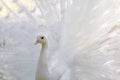 Amazing white peacock opening its tail Royalty Free Stock Photo