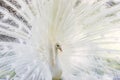 Amazing white peacock opening its tail Royalty Free Stock Photo