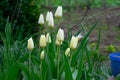 Amazing white tulip flowers blooming in a tulip field, against the background of blurry tulip flowers Royalty Free Stock Photo
