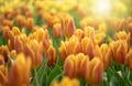 Colorful Tulip Group Orange tulip flowers illuminated by sunlight. Smooth focus, colorful tulip picture background Royalty Free Stock Photo