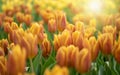 Colorful Tulip Group Orange tulip flowers illuminated by sunlight. Smooth focus, colorful tulip picture background Royalty Free Stock Photo