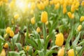 Colorful Tulip Group Yellow flower tulip illuminated by sunlight. Smooth focus, colorful tulip picture background Royalty Free Stock Photo