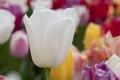 Amazing white tulip flowers blooming in a tulip field. Royalty Free Stock Photo