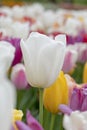 Amazing white tulip flowers blooming in a tulip field. Royalty Free Stock Photo