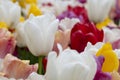 Amazing white tulip flowers blooming in a tulip field. Royalty Free Stock Photo