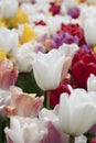Amazing white tulip flowers blooming in a tulip field. Royalty Free Stock Photo