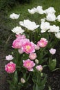 Amazing white tulip flowers blooming in a tulip field, against the background of blurry tulip flowers Royalty Free Stock Photo