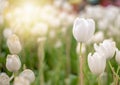 Colorful Tulip Group White tulips illuminated by sunlight. Smooth focus, colorful tulip picture background Royalty Free Stock Photo