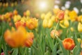 Colorful Tulip Group Orange tulip flowers illuminated by sunlight. Smooth focus, colorful tulip picture background Royalty Free Stock Photo