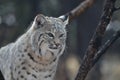 Amazing Wild Bobcat Royalty Free Stock Photo