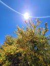 Wild Desert CATSCLAW Bush Tree Arched Sunburst Beamed Vibrant Pink Rays Blue Sky Scene Desert Nature Photography