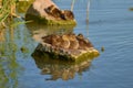 Amazing wild duck chicks on a rock in a lake Balaton in Hungary