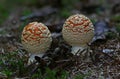 Wild forest beauties - mushrooms