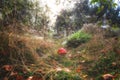 Wild forest meadow in dew with fly agaric amanita muscaria, green grass and spider web, autumn landscape, outdoor background Royalty Free Stock Photo