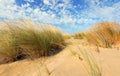 amazing wild landscape with bushes and fine sand dunes with blue Royalty Free Stock Photo