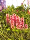 Amazing wild lupins bloom