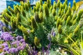 Amazing wild springtime flowers first into bloom in San Francisco California along the boardwalk