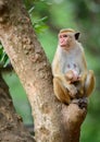 Amazing wild Toque macaque family portrait, mom and baby monkey sitting on a tree and looking side. Photographed in Yala national Royalty Free Stock Photo