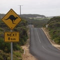 Kangaroos everyday