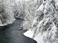 Amazing winter landscape with a small stream of water flowing through snow-covered dense trees Royalty Free Stock Photo