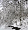 Amazing winter landscape with a small stream of water flowing through snow-covered dense trees Royalty Free Stock Photo